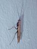 Amantis sp.